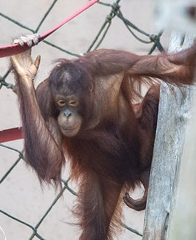 Orangutan from Colchester Zoo. Taken by Photographs by Steven
